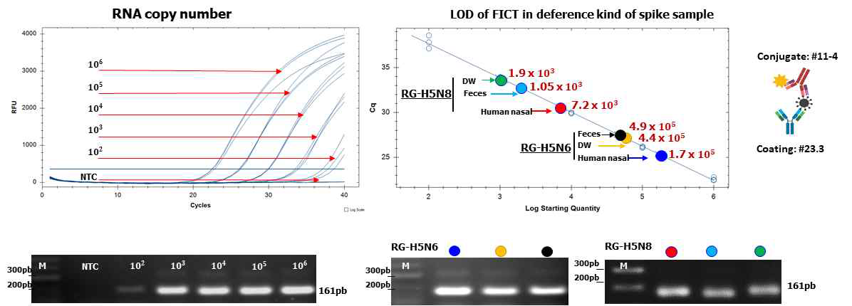 축합용 #1.1-4/점적용 #23.3의 형광 키트의 H5N6, H5N8에 대한 검출한게의 RNA copy 를 계산한 결과 분변이 존재하여도 H5N8 1.05 x 103 /rxn 및 H5N6는 4.9 x 105 /rxn 를 나타냄