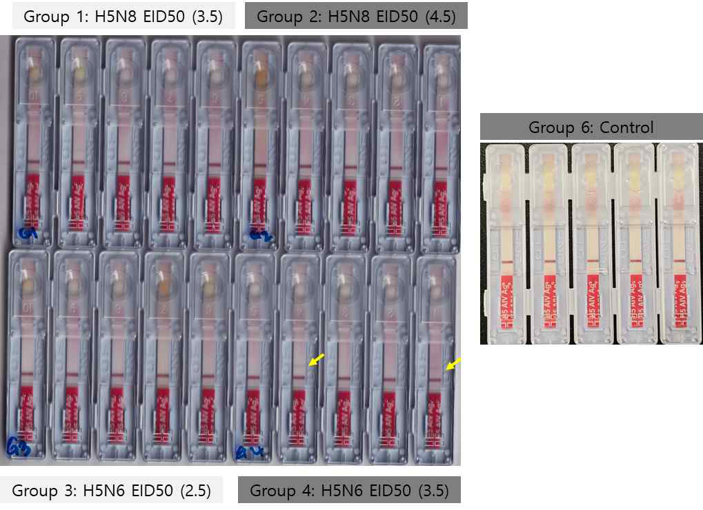 분변 검체에 대한 H5특이 상용화 키트의 임상 시험 결과 (감염 후 3일 후)
