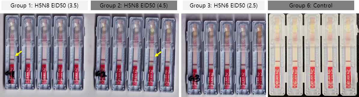 분변 검체에 대한 H5특이 상용화 키트의 임상 시험 결과 (감염 후 3일 후)