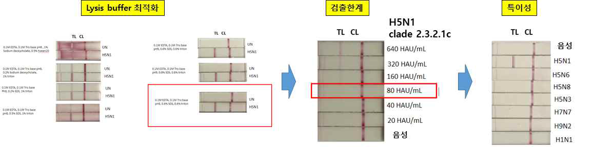 B5C1 (점적) 및 E2C1 (축합) 항체를 조합