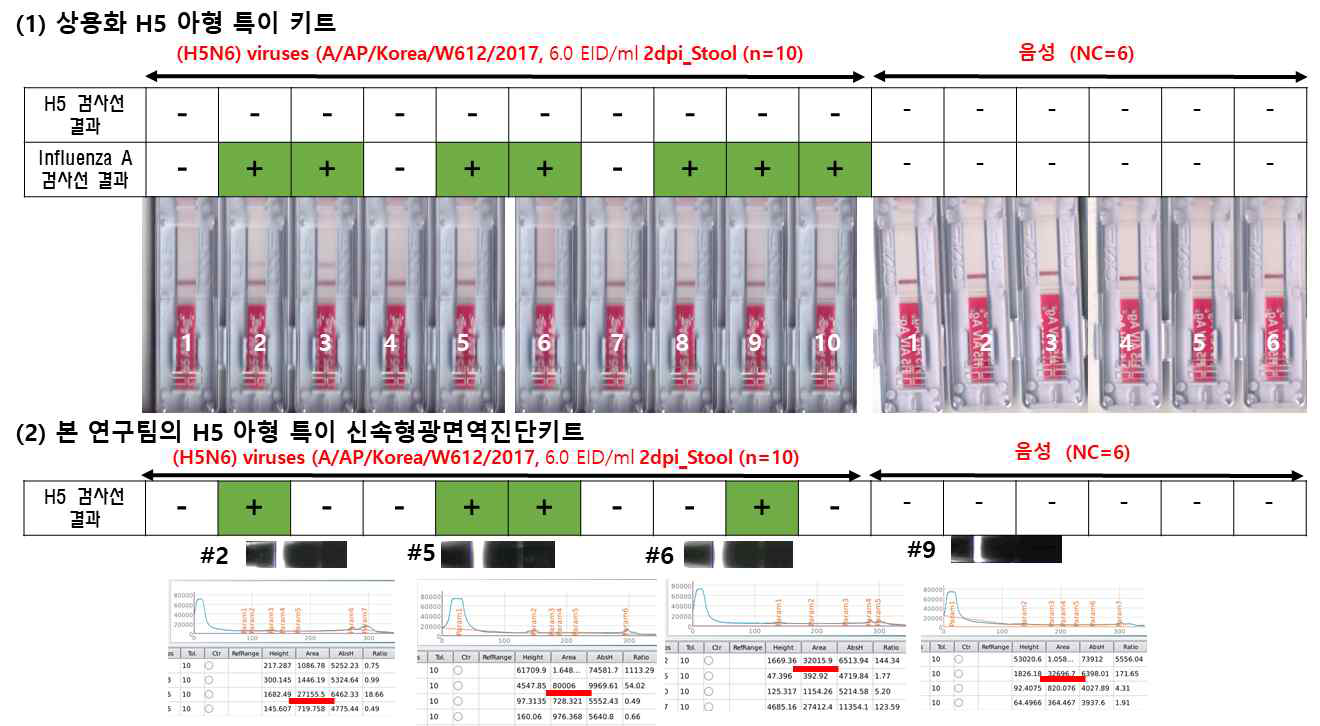 상용화 키트에 의해 7마리가 influenza A 양성이었고 본 연구진의 형광면역진단키트는 진단키트는 이중에서 4마리가 H5 양성이어서 약 57%의 양성률 (4/7)을 나타내었음, 본 연구진의 진단키트는 상용화 키트에서 influenza A 양성인 검체에서 모두 양성이어서 상당히 상관성이 높을 것으로 사료됨