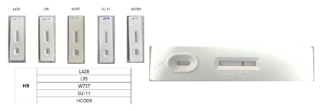 상업용 H9N2 특이 키트 :H9N2L429 (128 HAU/50u를 포함하여 5종의 H9N2에서 음성