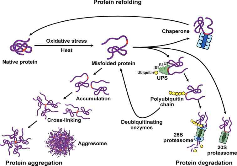 스트레스에 의한 변성된 단백질의 refolding, degradation, aggregation 과정