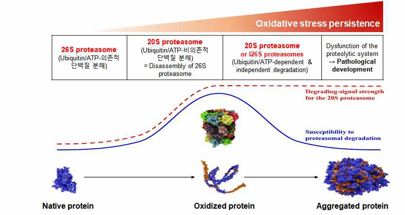 산화 스트레스 정도에 따른 프로테아좀의 활성비교. 정상조건에서는 26S프로테아좀에 의한 단백질 분해가 주요 경로이지만 산화 스트레스가 지속되면 산화적 변형에 의한 26S 프로테아좀 복합체의 분리 때문에 20S 프로테아좀에 의한 단백질 분해가 주요 경로임. 단백질 분해 시스템이 기능을 못하는 단계가 되면 질병 진행 과정이 촉진됨