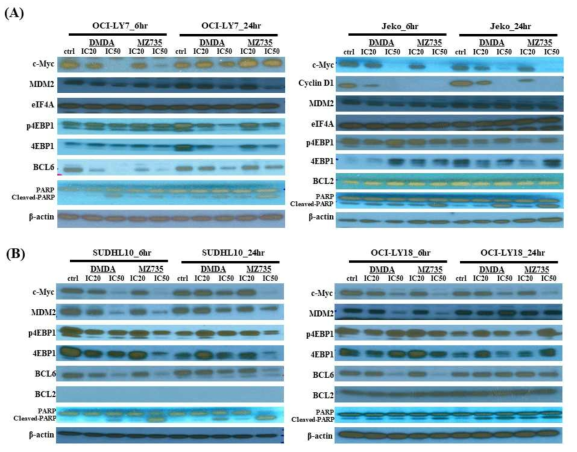 (A), (B) 다양한 아형의 림프종에 기존의 DMDA Pateamine A 와 Pateamine A 유도체 (MZ735)를 각각 IC20 과 IC50 의 약제 농도로 처리후 6시간과 24시간 이후에 단백질 변화를 살펴본 결과 c-Myc 은 의미있게 감소하며 세포주별로 BCL6의 감소 또는 Cyclin D1 의 감소, MDM2 의 감소등을 확인 할수 있었음