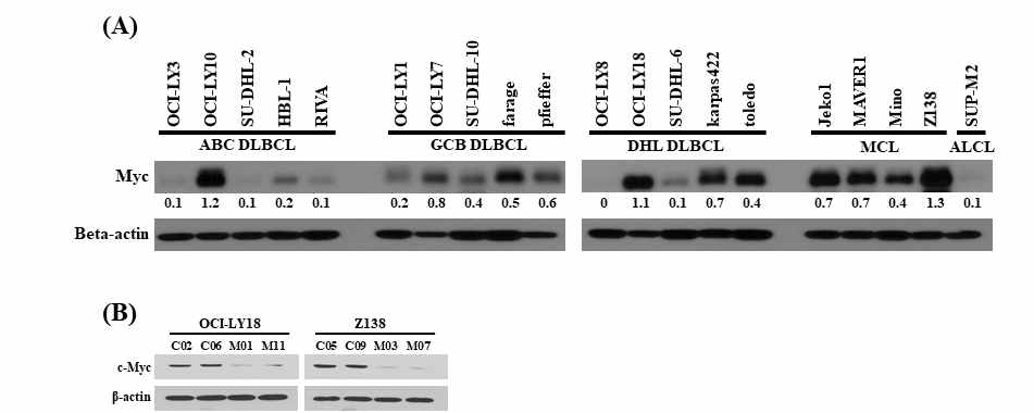 (A) 다양한 아형의 림프종에서 c-Myc 의 발현정도를 확인함. (B) 이들 중에서 c-Myc 이 과발현하고 있는 OCI-LY18 와 Z138에서 MYC shRNA를 이용하여 안정적으로 억제된 세포주를 구축함