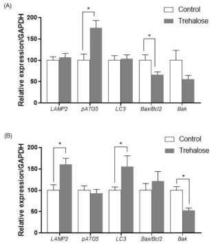Effect of trehalose treatment on the expression of genes related to autophagy (LAMP2, pATG5, and LC3) and apoptosis (Bax/Bcl2). Relative mRNA abundance of the indicated genes in cumulus cells (A) and blastocysts (B) treated with trehalose during IVM. Data are expressed as mean ± SEM, *P < 0.05