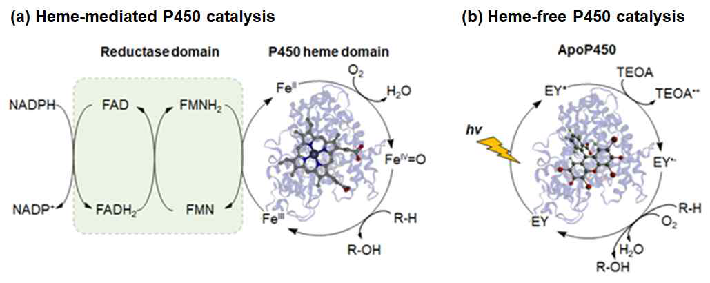 (a) 통상의 니코틴아마이드 조효소에 의존적인 헴 매개 P450 촉매반응과 (b) 광유도 전자전달을 통한 헴 비의존적 P450 촉매반응의 개념도