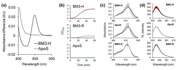 (a) EY를 통해 환원된 BM3-H와 ApoS의 CO-difference 스펙트럼, (b) P450 BM3-H, BM3-R 및 ApoS 에 대한 헴 함량 분석, EY의 (c) 흡광 및 (d) 형광 스펙트럼에 대한 효소 변종들의 영향 (0~ 10μM)