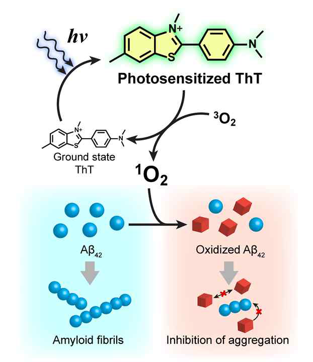 광여기된 Thioflavin T에 의한 일중항 산소의 생성과 그로 인한 Aβ 펩타이드 단량체의 산화 및 응집 억제