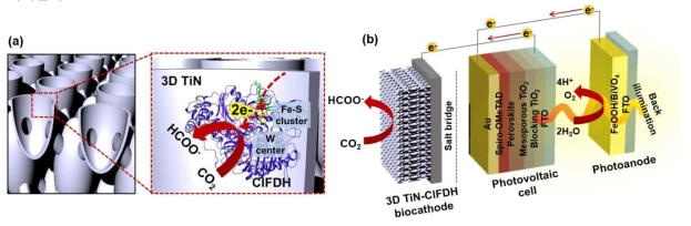 빛 에너지로만 구동되는 이산화탄소 고정 인공광합성 플랫폼. (a) ClFDH가 고정된 3D 구조 TiN 나노껍질 (3D TiN) 구조의 바이오 음극 (3D TiN-ClFDH). (b) 비스무스 바나데이트/perovskite/3D TiN-ClFDH 생체촉매기반 이산화탄소 환원 광전기화학 플랫폼