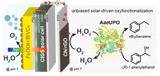 비스무스 바나듐 산화물 광전극과 CIGS 태양 전지 텐덤 시스템을 통해 빛 에너지만으로 CN/rGO 양극에서 H2O2를 생성. 생성된 H2O2는 peroxygenase 의 선택적 산화관능화 반응을 촉매에 사용