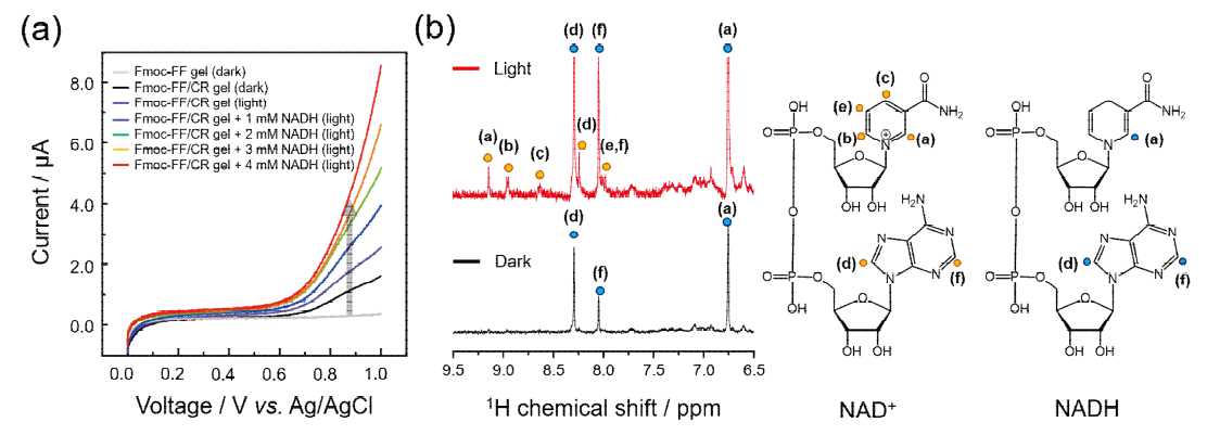 (a) NAD+ 농도에 따른 Fmoc-FF/CR 하이드로겔의 광전류 변화. (b) 빛에 의해 활성화된 Fmoc-FF/CR 하이드로겔이 NAD+를 생성했다는 것을 입증하기 위한 핵자기공명 분석