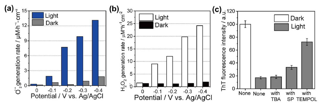 (a) 빛과 외부 바이어스의 크기에 따른 수퍼옥사이드의 생성 (O2·-)을 확인 (b) 빛과 외부 바이어스의 크기에 따른 산화 수소 (H2O2)의 생성량을 확인 (c) 라디칼 제거제 (Radical scavenger)를 이용하여 수퍼옥사이드 (O2·-)가 아밀로이드 응집체 억제에 주요한 영향을 미침을 확인