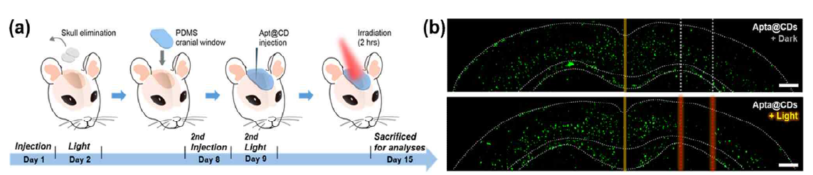 (a) Apt-CD와 적색 LED 기반의 Aβ 펩타이드 응집 저해 시스템을 5xFAD 쥐에 적용하는 모식도. (b) Apt-CD 및 광원조사 처치 후, 적출된 5xFAD 뇌 단편의 ThS 형광 이미징 결과, 스케일 바: 0.5 mm