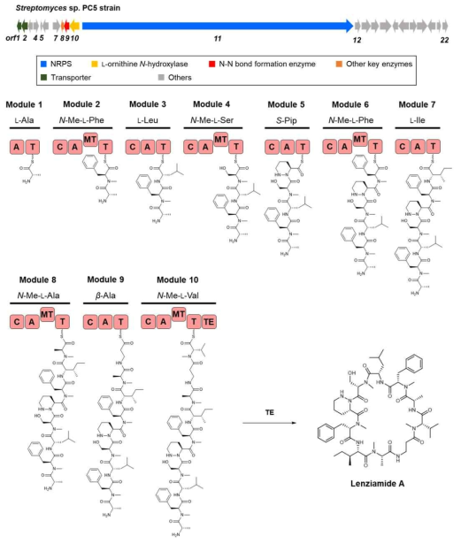 Lenziamide A 의 생합성 유전자 (위)와 생합성 경로 (아래)