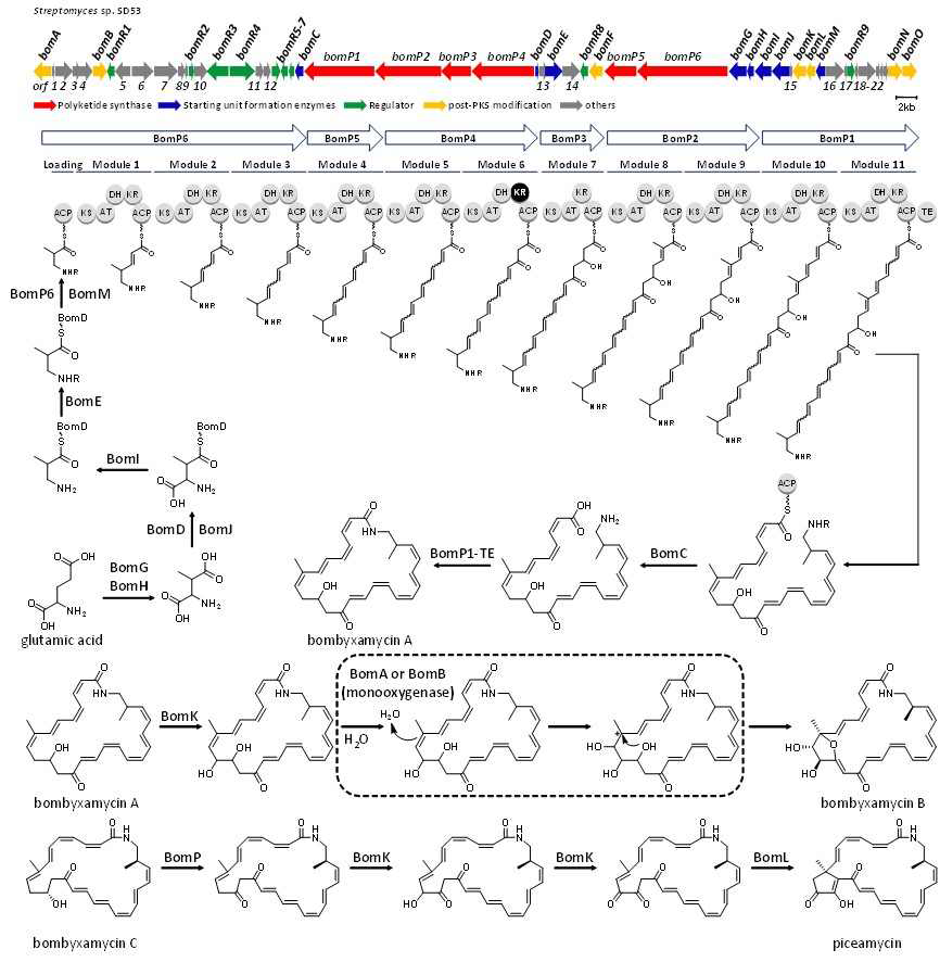 Bombyxamycin과 piceamycin의 생합성 유전자 (위)와 생합성 경로 (아래)