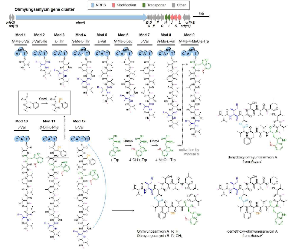 Ohmyungsamycin의 생합성 유전자와 생합성 엔지니어링을 통한 유도체 생산