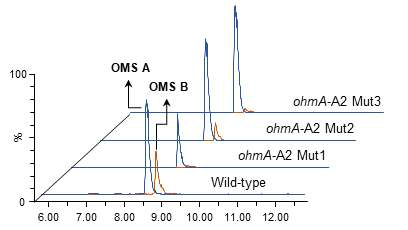 SNJ042 A2Mut의 ohmyungsamycin A와 B의 생산비율 확인
