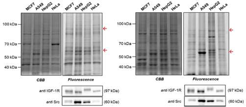 IGF-1R 표적 단백질과 결합하고 있는 photoaffinity 표지 화합물의 구조적 위치