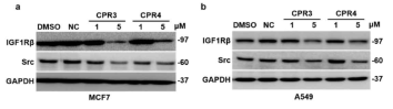 MCF7(a), A549(b) 세포주에서 CPR3, CPR4 처리에 의한 IGF-1Rβ, Src 단백질 발현
