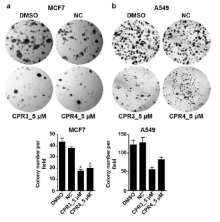 MCF7, A549 세포주에서 CPR3 (12a), CPR4 (12b) 처리 후 Soft agar colony assay를 이용한 tumorigenesis 측정