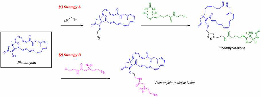 Piceamycin에 표지 분자 도입을 위한 합성