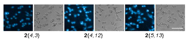 2{4,3}, 2{4,12}, 그리고 2{5,13} 유도체의 헬라 세포 안에서 라이브 세포 이미징 사진