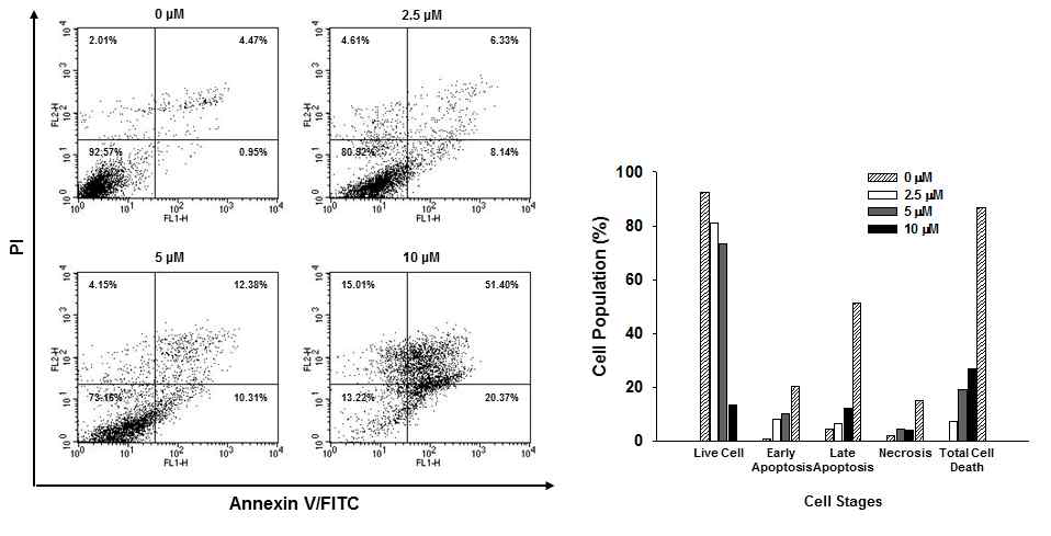Lenziamide A의 대장암 세포주 HCT116에서 세포사멸 유도능 분석