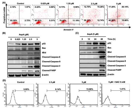 Asperphenin A의 대장암 세포주 RKO에서 세포사멸 유도능 분석