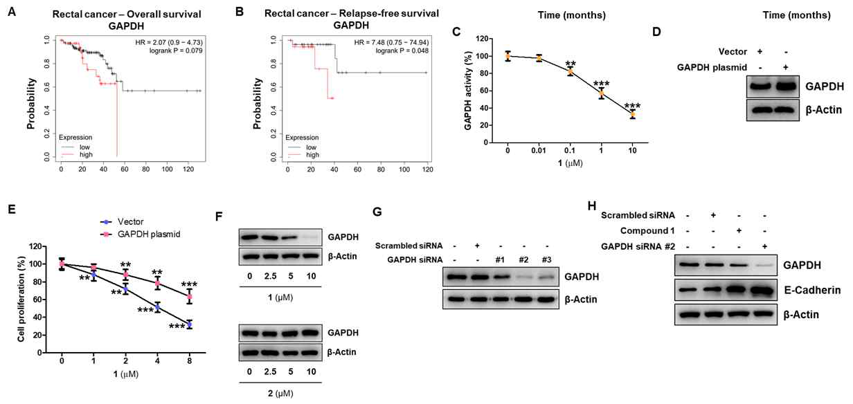 Asperphenin B의 GAPDH 의존적 대장암 세포주 성장 억제 효능
