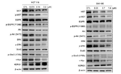 Piceamycin의 PI3K/Akt 신호전달 조절 효능