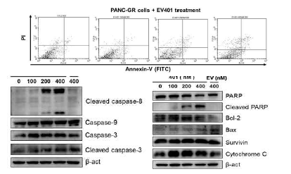 EV401의 내성 췌장암 세포사멸 유도 효능