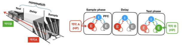 생쥐 대상 작업기억 가상현실 과제의 가상공간 디자인(좌)과 mPFC 신경망 기반 가설(우)