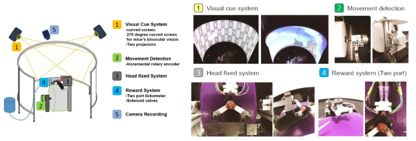 연구책임자 연구실에서 개발하고 공동연구자인 이승희 교수 연구실에 구축한 생쥐용 VR 행동실험 시스템, VR 행동실험 apparaus와 주변 환경 모식도(좌), 실제 사진(우)