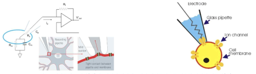 패치클램프 기법(좌)과 뇌절편 신경세포에서 패치클램프를 이용한 막전위 기록법(우)