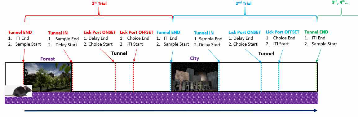 시각맥락자극을 이용한 VR 작업기억 과제의 trial 구성. 쥐는 숲 또는 도시 시각맥락자극을 경험한 후 터널에서 이전에 본 환경을 기억했다가 올바른 방향의 물 포트를 선택해야 물을 먹을 수 있음