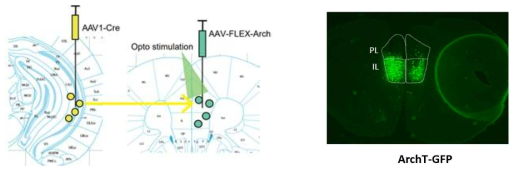 HP의 신경 신호를 받는 PFC 세포를 광유적학적 방법으로 비활성화(좌) 옵틱캐뉼라가 삽입된 하이퍼드라이브로 PFC 세포를 광유전학적 조작 및 세포 활성 측정(중), 해마-PFC 연결이 있는 세포에서 바이러스가 발현되어 형광염색된 모습(우)