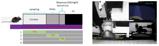 광유전학적 억제가 일어난 구간을 표시한 그림(좌), 광 하이퍼드라이브를 이식하여 가상현실 환경에서 작업기억 과제를 하고 있는 생쥐의 모습 (우)