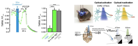Mito-ChR2 이용한 광유전학적 STP 조절 기술; in vitro 예비 실험결과(좌)와 in vivo 실험 디자인(우)
