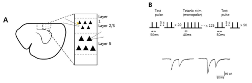 A, EPSC 실험 모식도; B, 자극 프로토콜