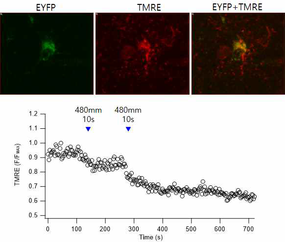 mPFC 피라미드세포에 발현된 mitoChR2-EYFP (좌), TMRE를 이용한 미토콘드리아 염색 (중간), 겹친 그림(우). mitoChR2가 발현된 세포에 480 nm 빛을 주면 미토콘드리아 depolarization에 의하여 TMRE 형광이 줄어들며 빛을 끊어도 돌아오지 않음 (아래)