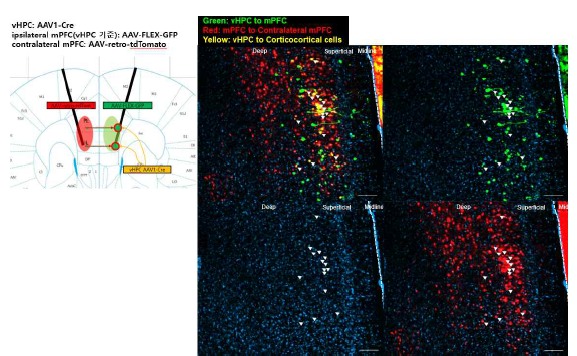 HP의 정보를 받는 세포(녹색) 중 contralateral PFC로 정보를 보내는 세포(적색; 상)와 Pons로 정보를 보내는 세포(노란색; 하)