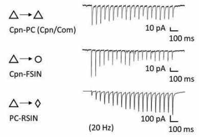 AAV를 이용하여 pyramidal cell 타입 특이적으로 labeling한 후 광유전학적으로 자극하여 기록한 단기시냅스 가소성의 대표 예. FSIN, fast-spiking interneuron, RSIN, regular spiking interneuron