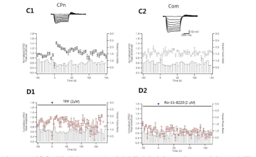 C, 강축후 강화 현상, L5-PC는 전기적 특성에 따라 CPn과 COM 타입으로 구분함; D, PTP가 미토콘드리아와 PKC에 의존적으로 발생함을 보임 (TPP, mitochondrial NCX억제제; Ro-318220, PKC억제제)