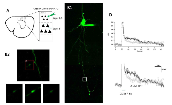 고빈도자극후 axon terminal에 발생하는 residual calcium현상이 TPP에 의하여 억제됨