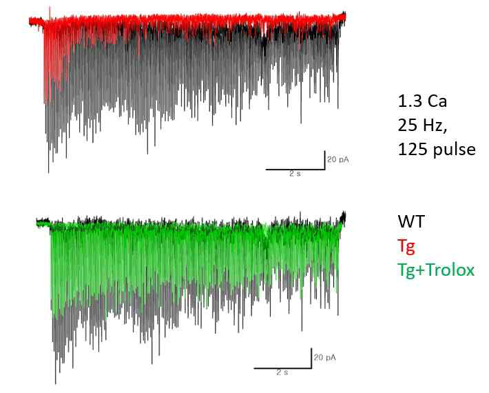 WT과 Tg2576마우스 L2/3 → L5 시냅스에서 25 Hz자극에 의한 시냅스 단기 가소성. WT(흑)에 비하여 Tg(적)에서 시냅스 단기가소성의 저하가 더 현저함. 이러한 단기시냅스 저하는 Trolox처리에 의하여 일부 회복됨 (녹)