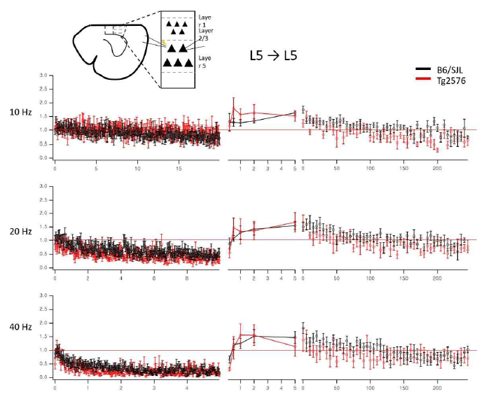 WT과 Tg2576마우스 L5→L5시냅스에서 40 Hz자극에 의한 시냅스 단기가소성. WT과 Tg간에 차이가 발견되지 않음