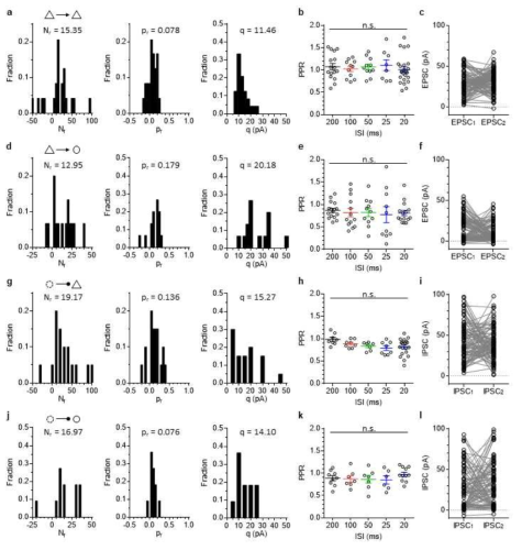 mPFC 신경망 내부 시냅스 타입별 시냅스 quantal parameter 정량. a-c, CPn→PC, d-f, CPn→FSIN, g-i, IN→ CPn, j-l, FSIN→FSIN 시냅스, N, readily releasable pool size; p, release probability; q, quantal size