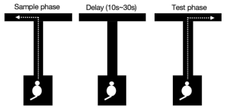 T-maze에서 쥐의 spatial working memory를 테스트하는 DNMTP 과제의 한 trial 구성 예시. Sample phase에서 쥐는 forced choice를 통해 한 쪽 arm을 방문하여 reward를 먹고 start box로 다시 돌아와 지연시간 동안 머무르게 됨. 이후 delay period가 끝나면 test phase에는 T-maze의 왼쪽과 오른쪽 arm을 모두 방문 가능하므로 쥐는 sample phase에서 방문하지 않았던 오른쪽 arm을 방문해야만 food reward를 얻을 수 있음